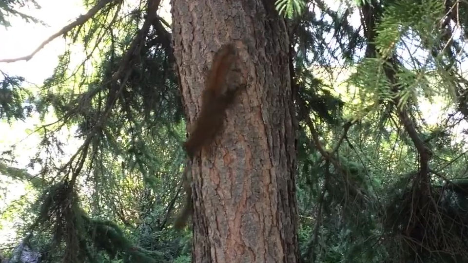 Pyramid Lake Squirrels